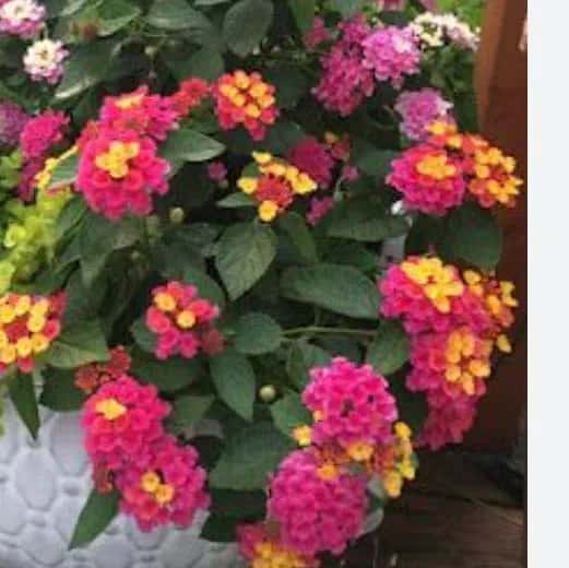 Plantas Capanema e Região — grupos de WhatsApp