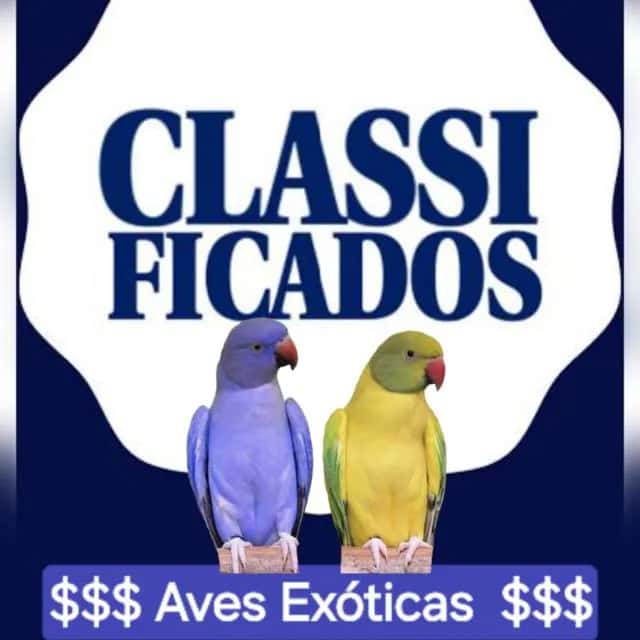 Criadores De Psitácideos DF/GO — grupos de WhatsApp