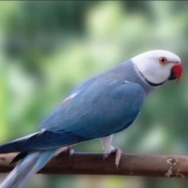 MG Aves Exóticas — grupos de WhatsApp