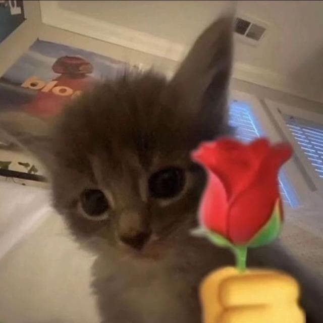 Duth Van Der Line (O Recomeço) — grupos de WhatsApp