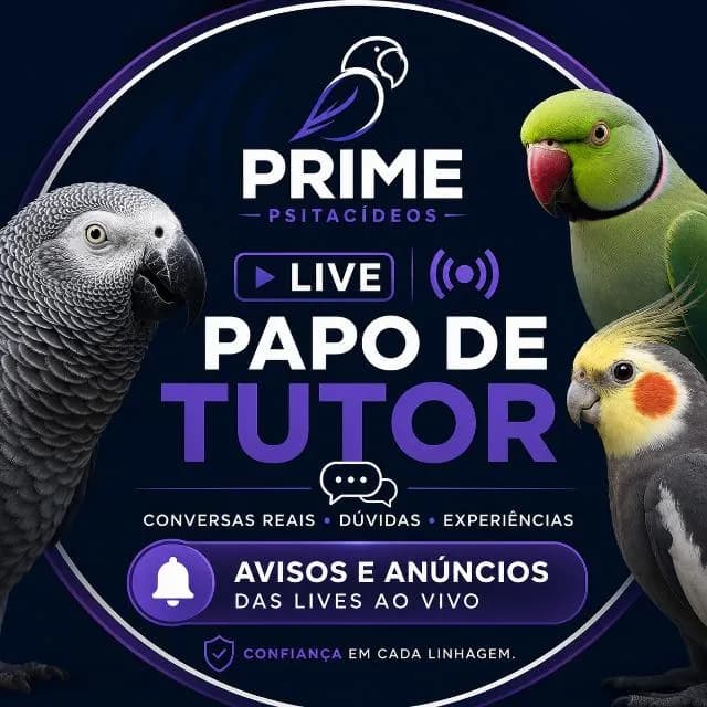 Prime Live Papo de Tutor