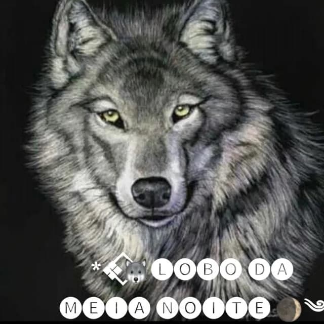 Lobo Da Meia Noite