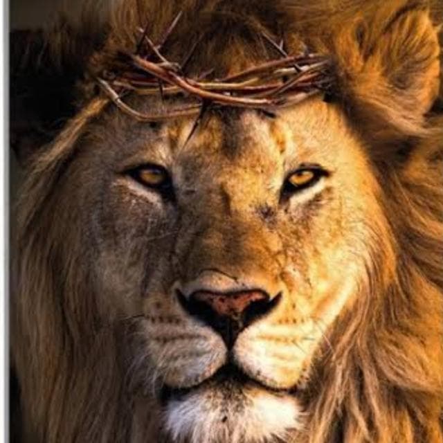 Leão Da Tribo De Judá — grupos de WhatsApp