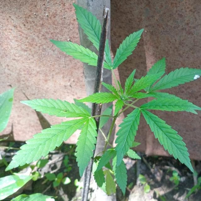 Los Mejores Amigos — grupos de WhatsApp