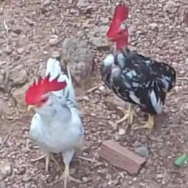 Aves Exóticas Do Brasil
