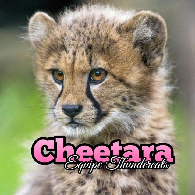 2.6 Orgh | Cheetara — grupos de WhatsApp
