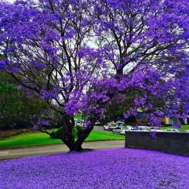 Paraiso Do Amor