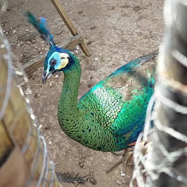 Todas As Especies De Aves Em Geral BR