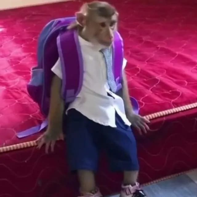 F I G U R I N H A S