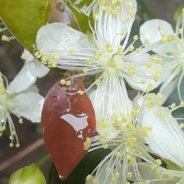 O Natural