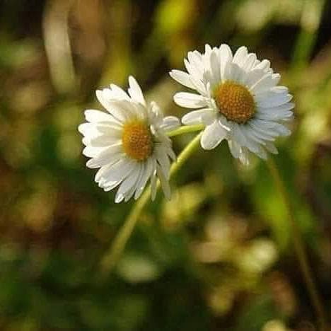 Amor e Paixão — grupos de WhatsApp