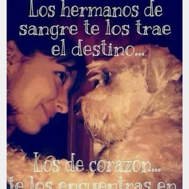 Los Hermanos — grupos de WhatsApp