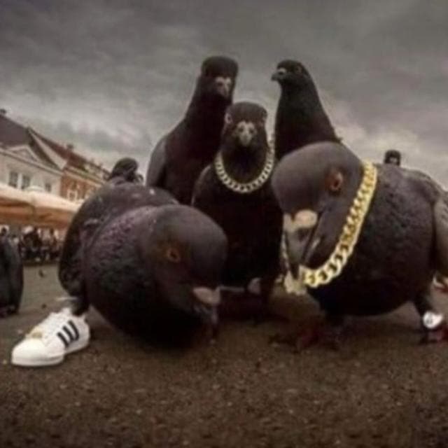 Noctua — grupos de WhatsApp