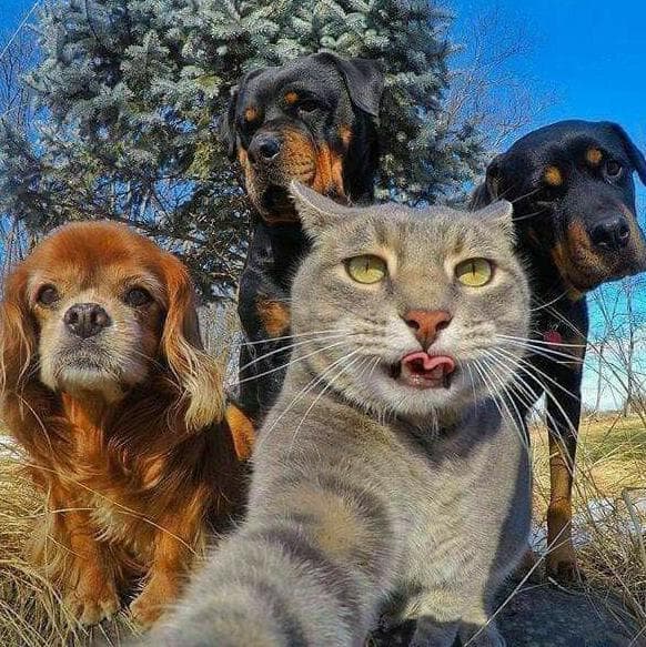 Stickers & Stories — grupos de WhatsApp